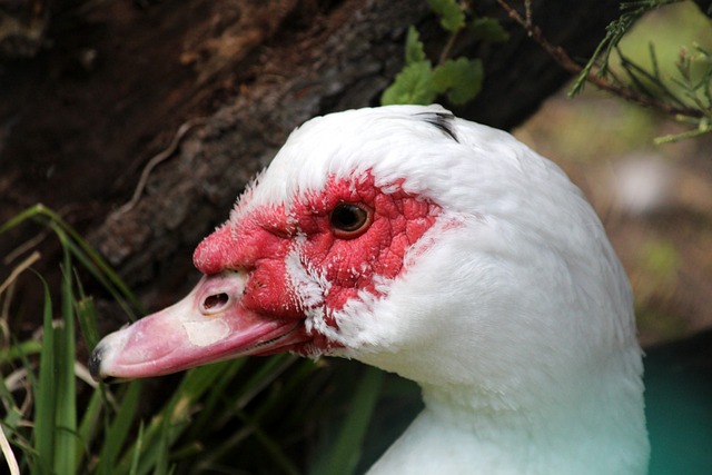 事带动效应 事带动效应